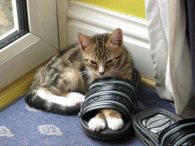 乐鱼体育APP官方下载-【限时投球规则】投手在10秒内出手，比赛节奏逆袭！，投手投球时可随意绕臂几圈后投出