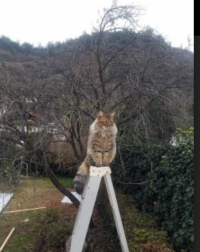 中超联赛智能直播系统全面推进，提升观赛体验，中超联赛直播app
