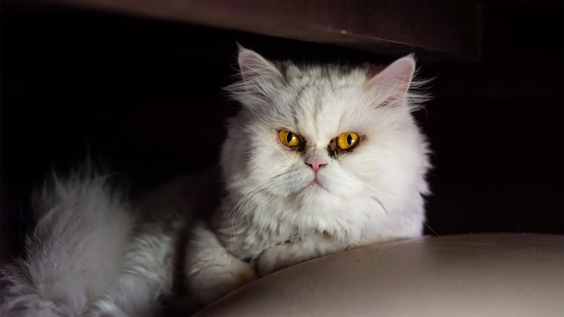 球场故事：那些令人动容的赛场背后故事，球场故事下载