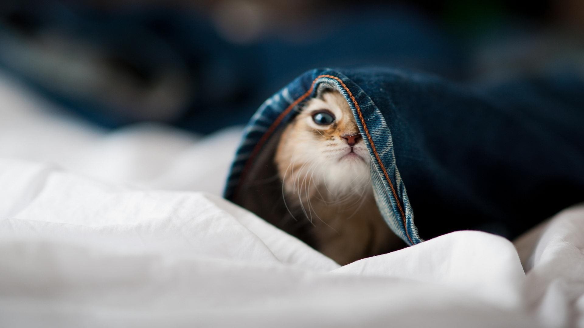 乐鱼娱乐app-球场盛典：年度最豪华的明星表演集锦，球星名场面