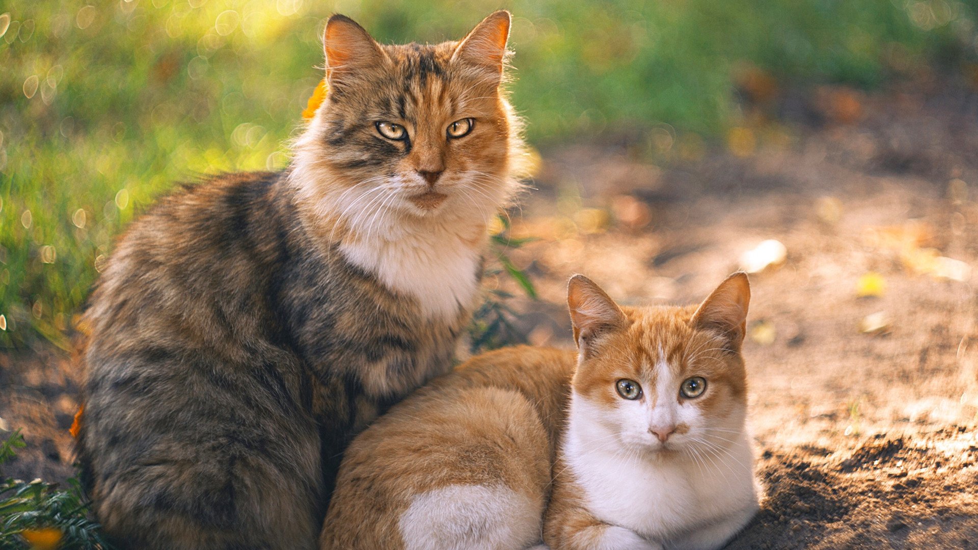 英超：曼城4-0横扫伯恩茅斯，哈兰德梅开二度，曼城silva
