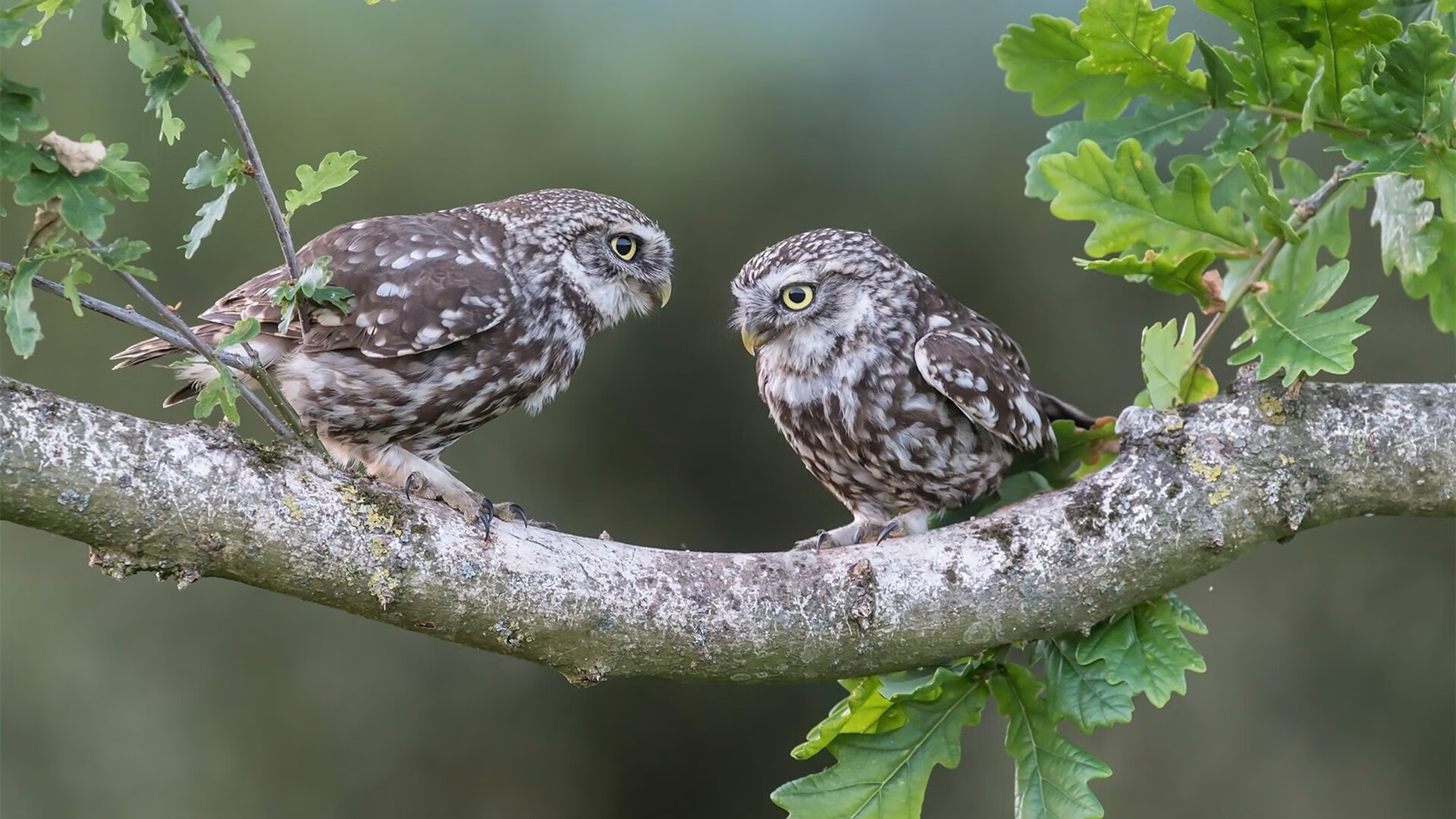 中超球队梯队系统发展趋于标准化，中超球队实力分析