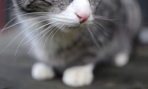 外援管理制度是否规范，外援规划政策