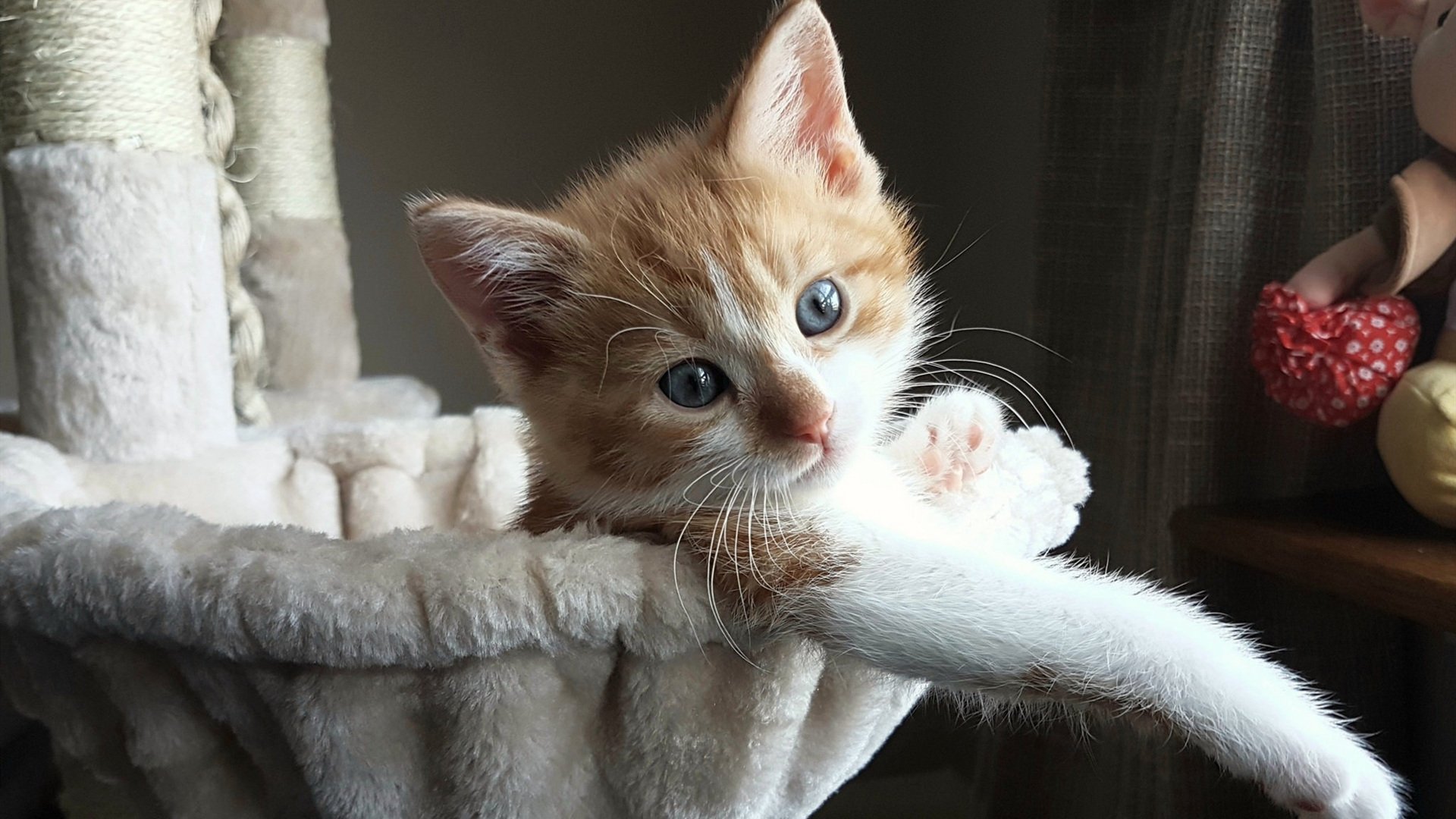 欧洲明星球员加盟NBA,引爆球员市场,来自欧洲的nba球员