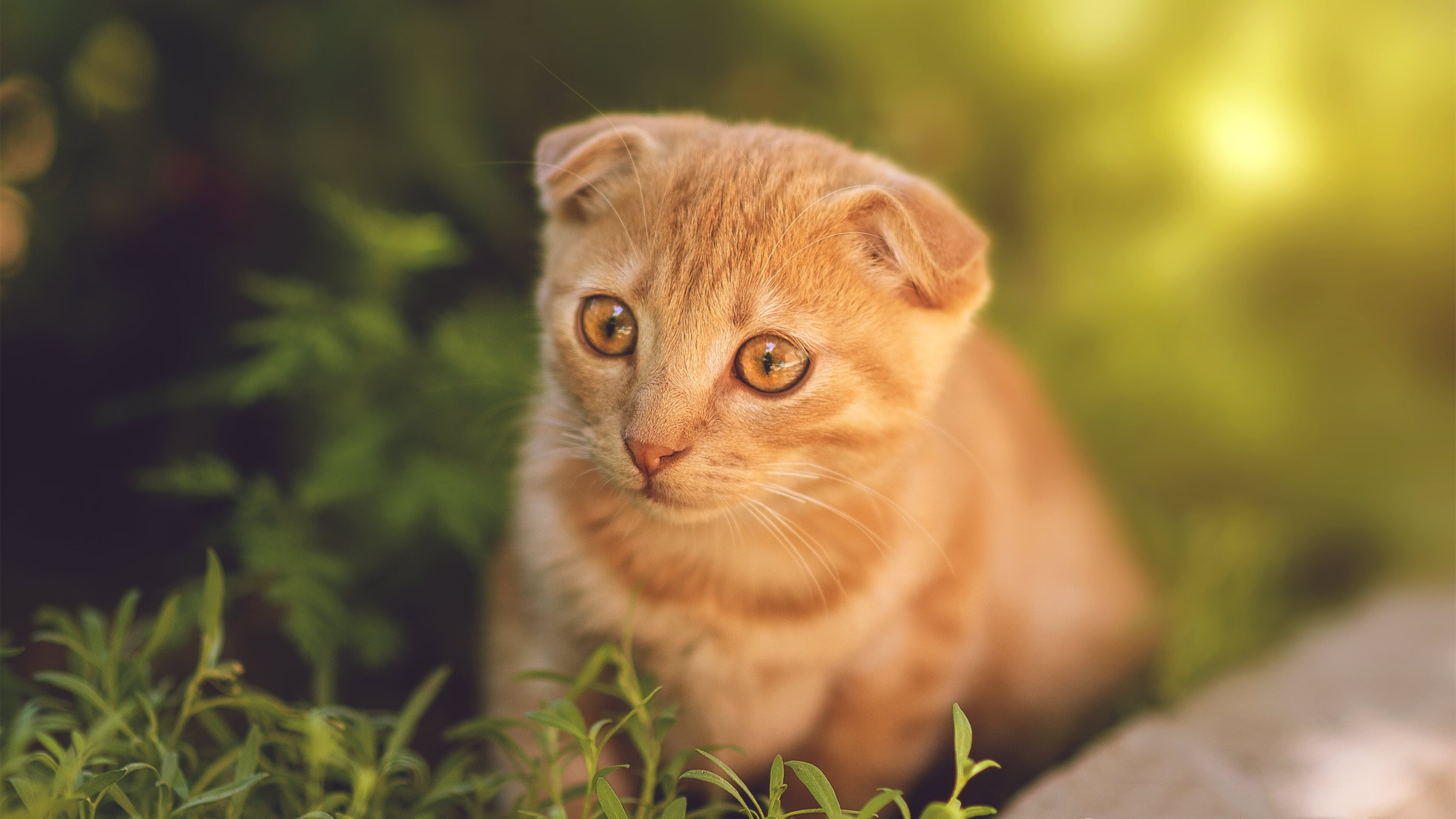 leyu乐鱼体育综合-琉球黄金国王主场连胜，士气高涨，琉球王国国王列表