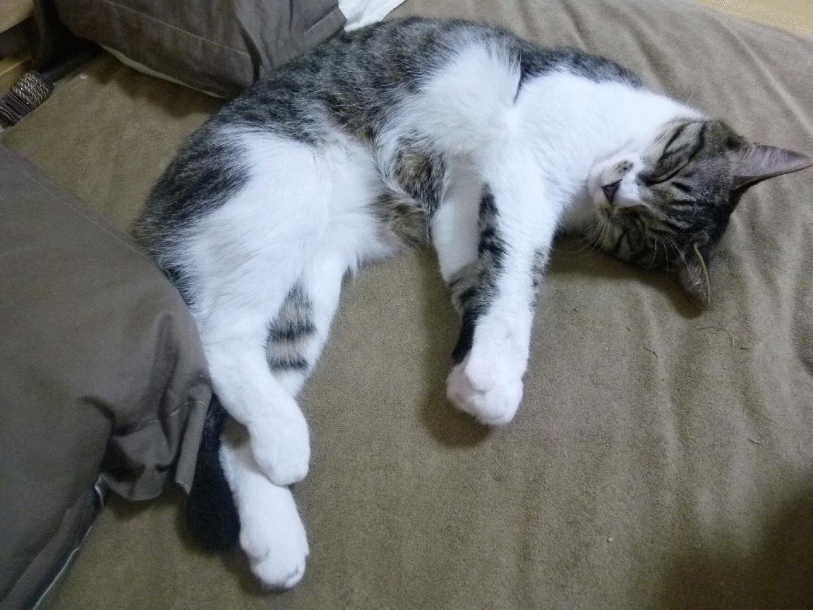 美因茨主帅喜迎新生儿，期待球队成功，美因茨ifhe