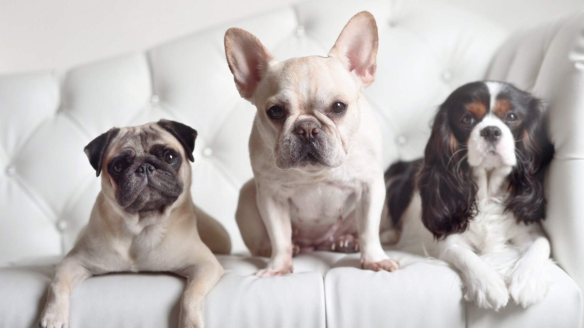 乐鱼（中国）体育官方网站-美因茨主帅喜迎新生儿，期待球队成功，美因茨换帅