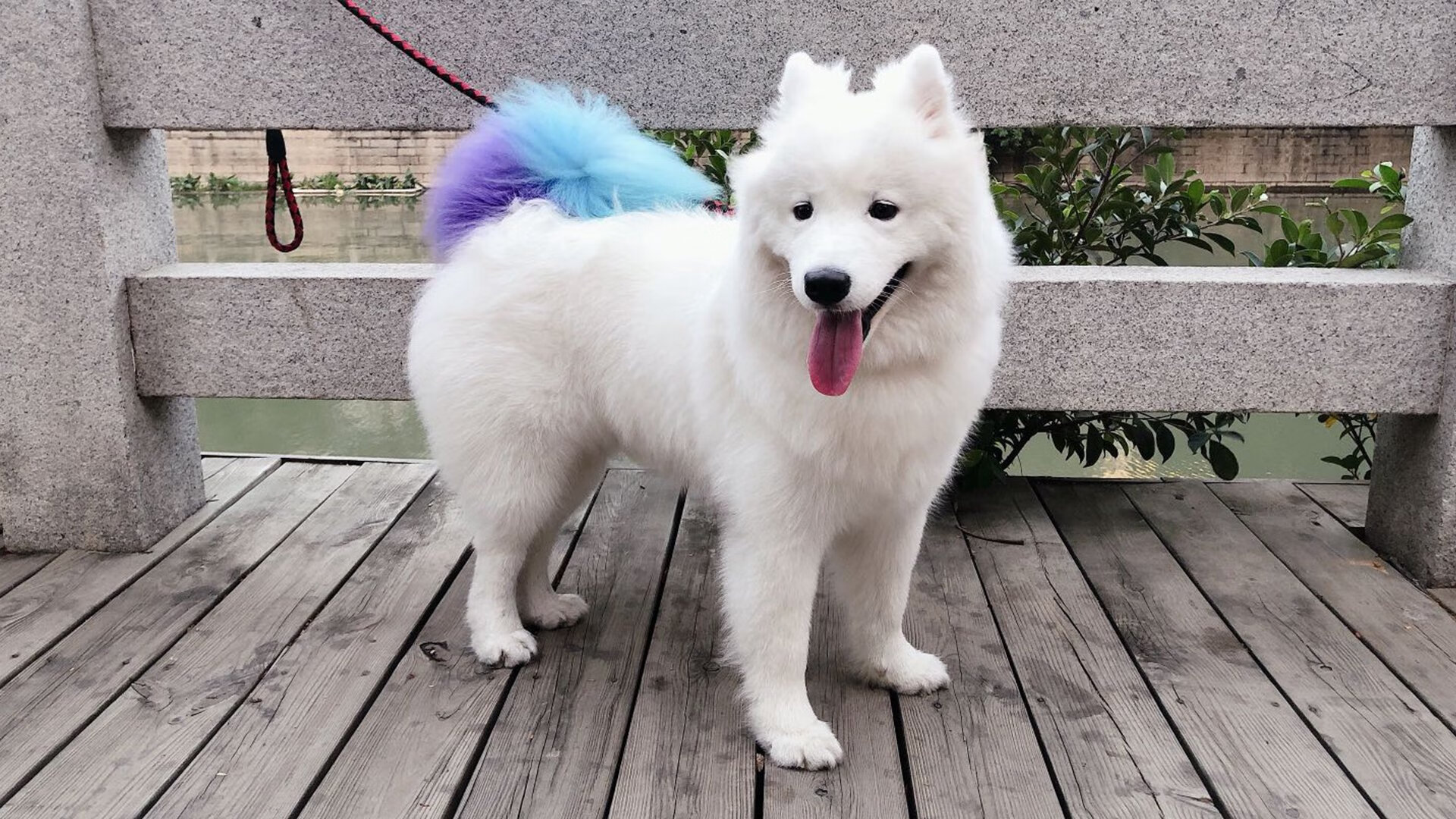 LEYU乐鱼体育官方网站-迪亚斯在欧冠对阵勒沃库森的比赛中梅开二度，迪亚斯 c罗