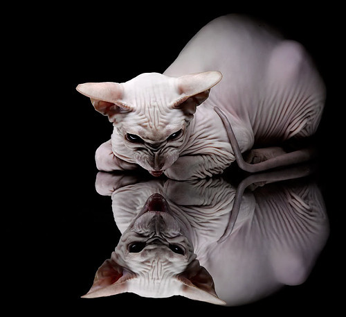 乐鱼体育-雪中逆转！伊朗绝杀加拿大，网友：这不是热血漫画？，伊朗大战