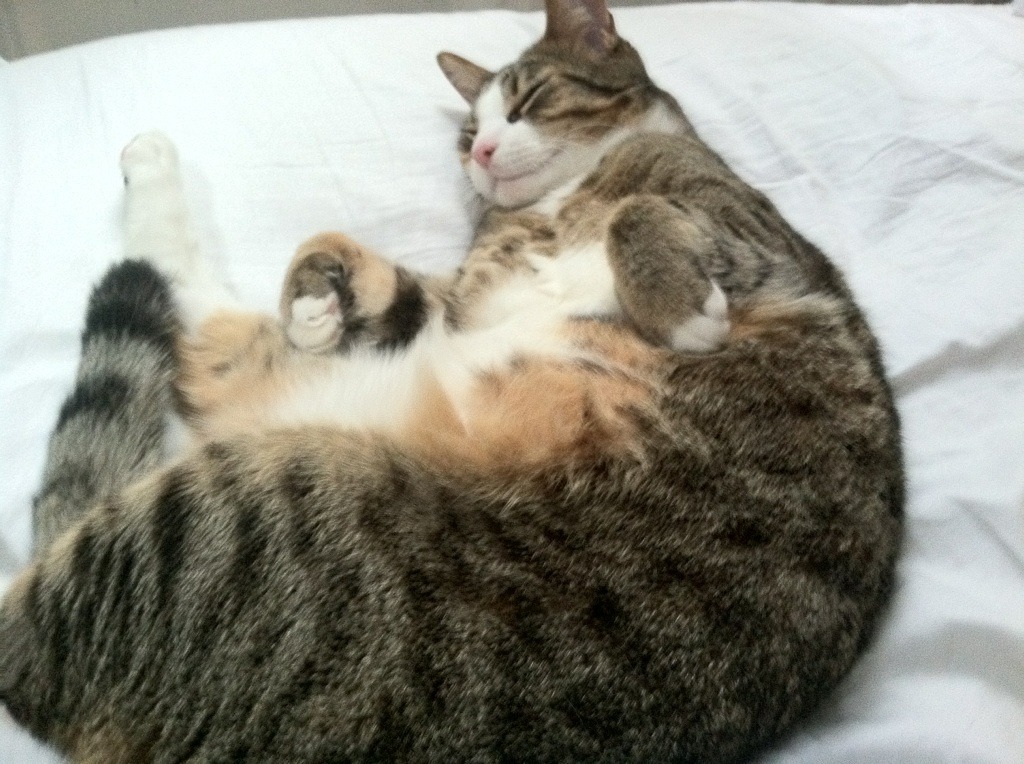 乐鱼电竞· (中国)官方网站-意甲外租球员回归对球队战力塑造的助推分析，意甲外籍球员