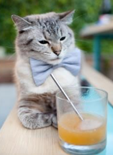 APP下载 LY Sports-体育明星创业项目频现科技元素，体育明星商业化