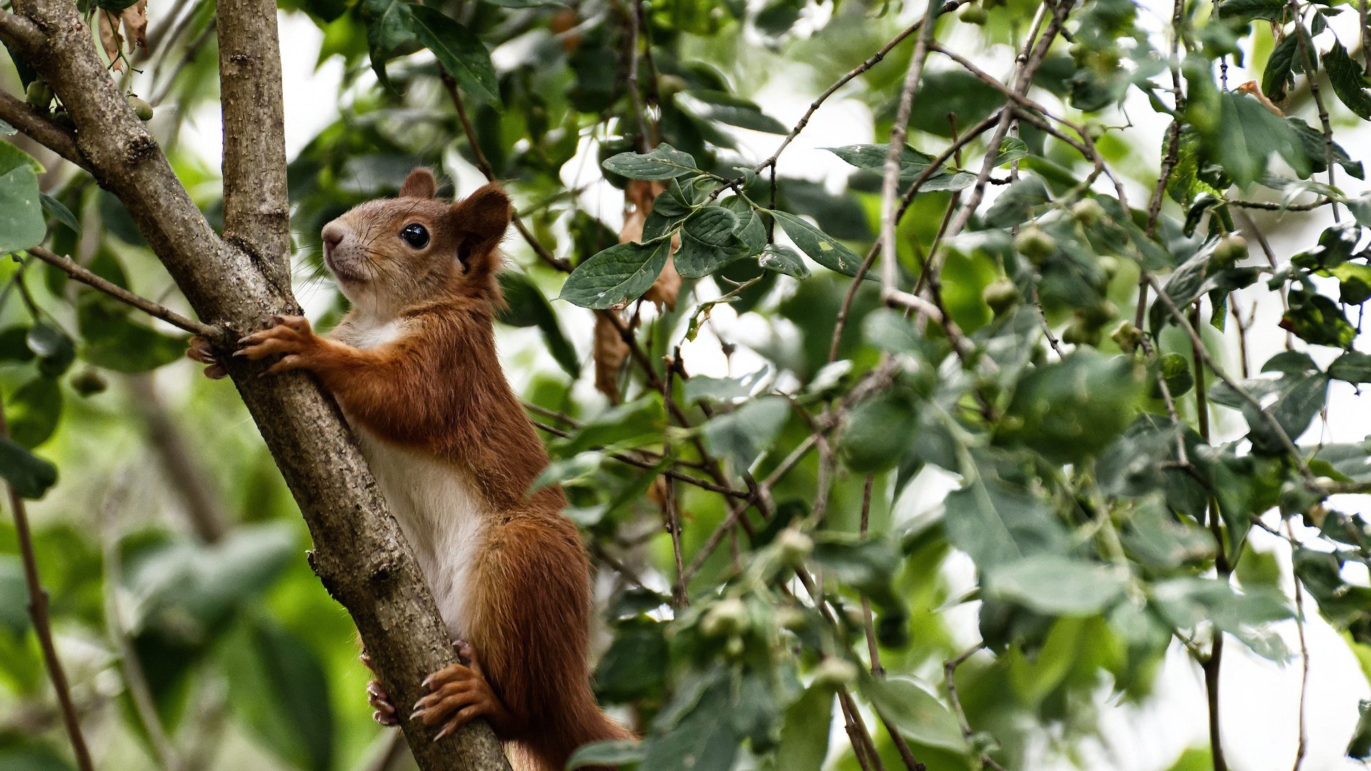 女子国家队强化快速回防训练提升防守反击质量