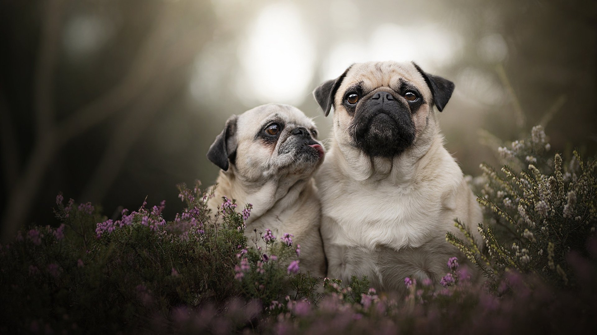乐鱼体育登录-西甲德比战：最后一分钟绝平引发狂潮，西甲德比最大比分